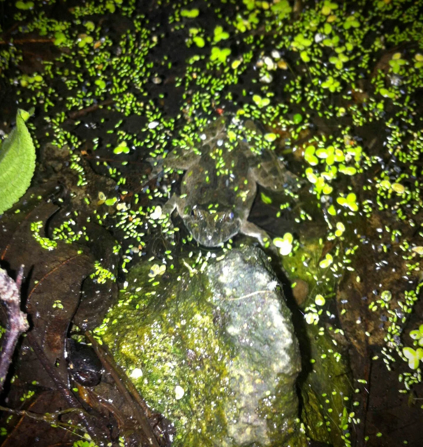 Frogging in Mississippi National River and Recreation Area