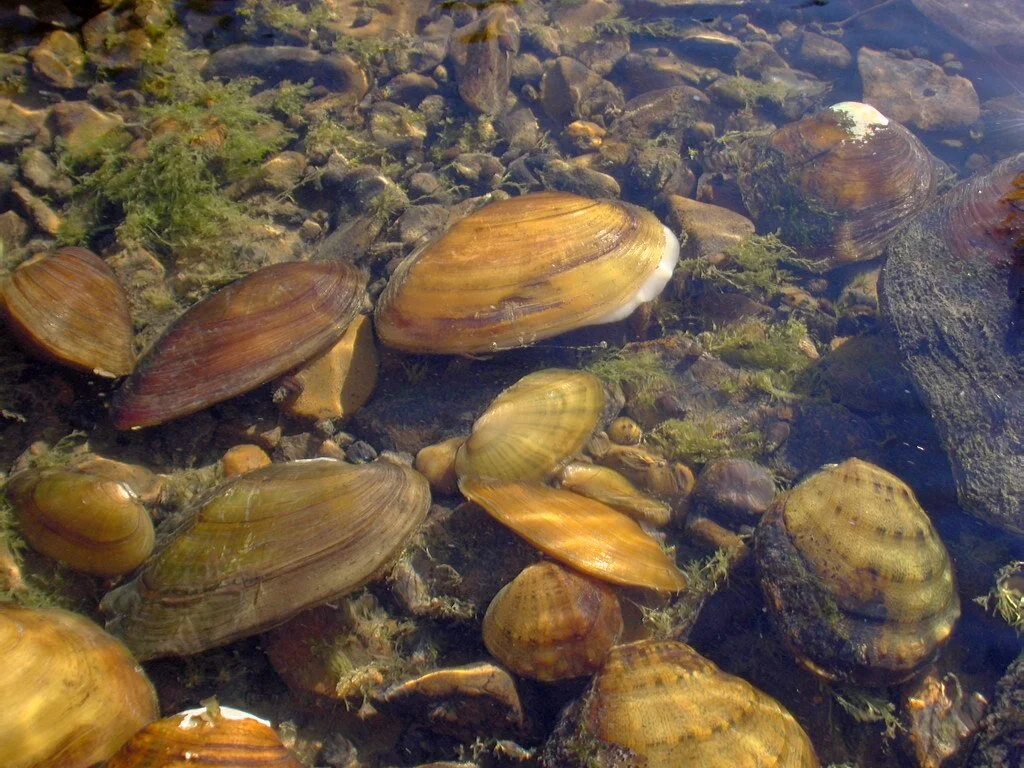 Mighty Mussels of the Mississippi River