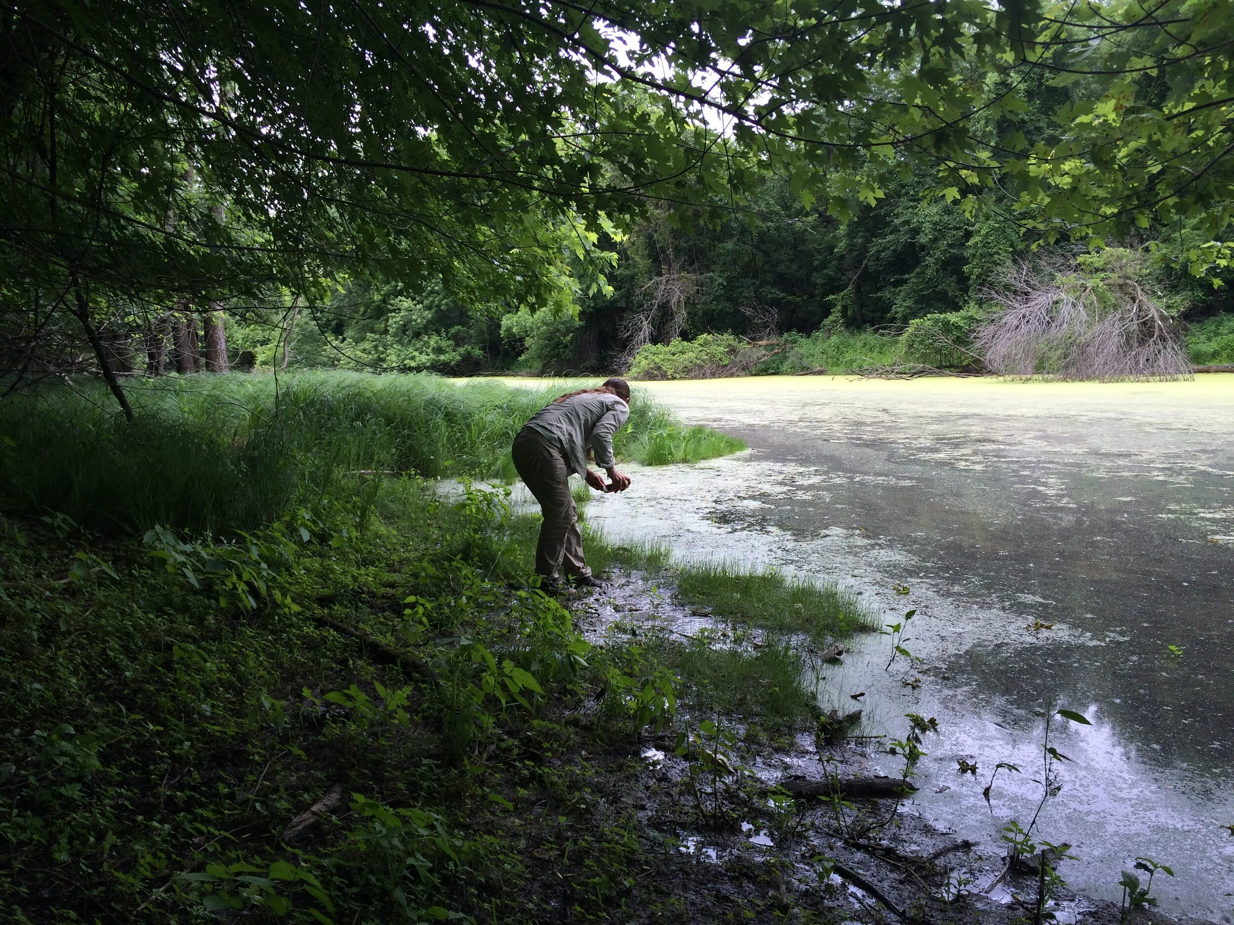 Endangered Frog Emerges
