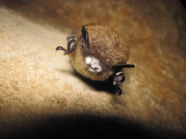 Bat signals: Tracking white-nose syndrome along the Mississippi River