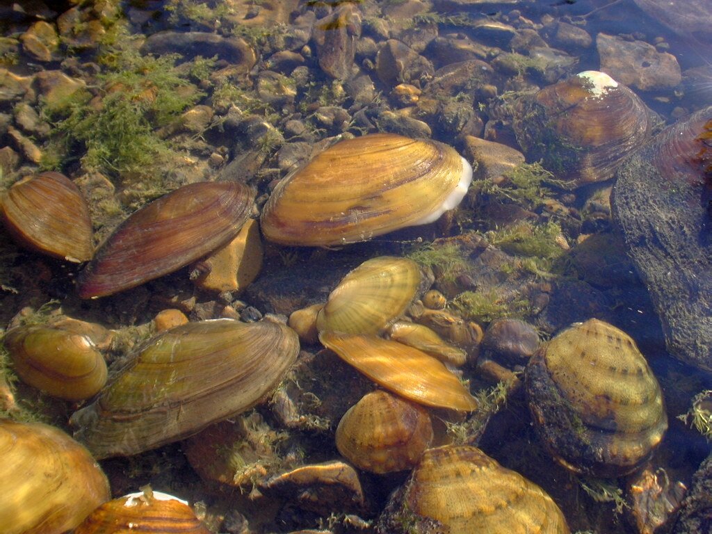 Mussels - Natural Superheroes