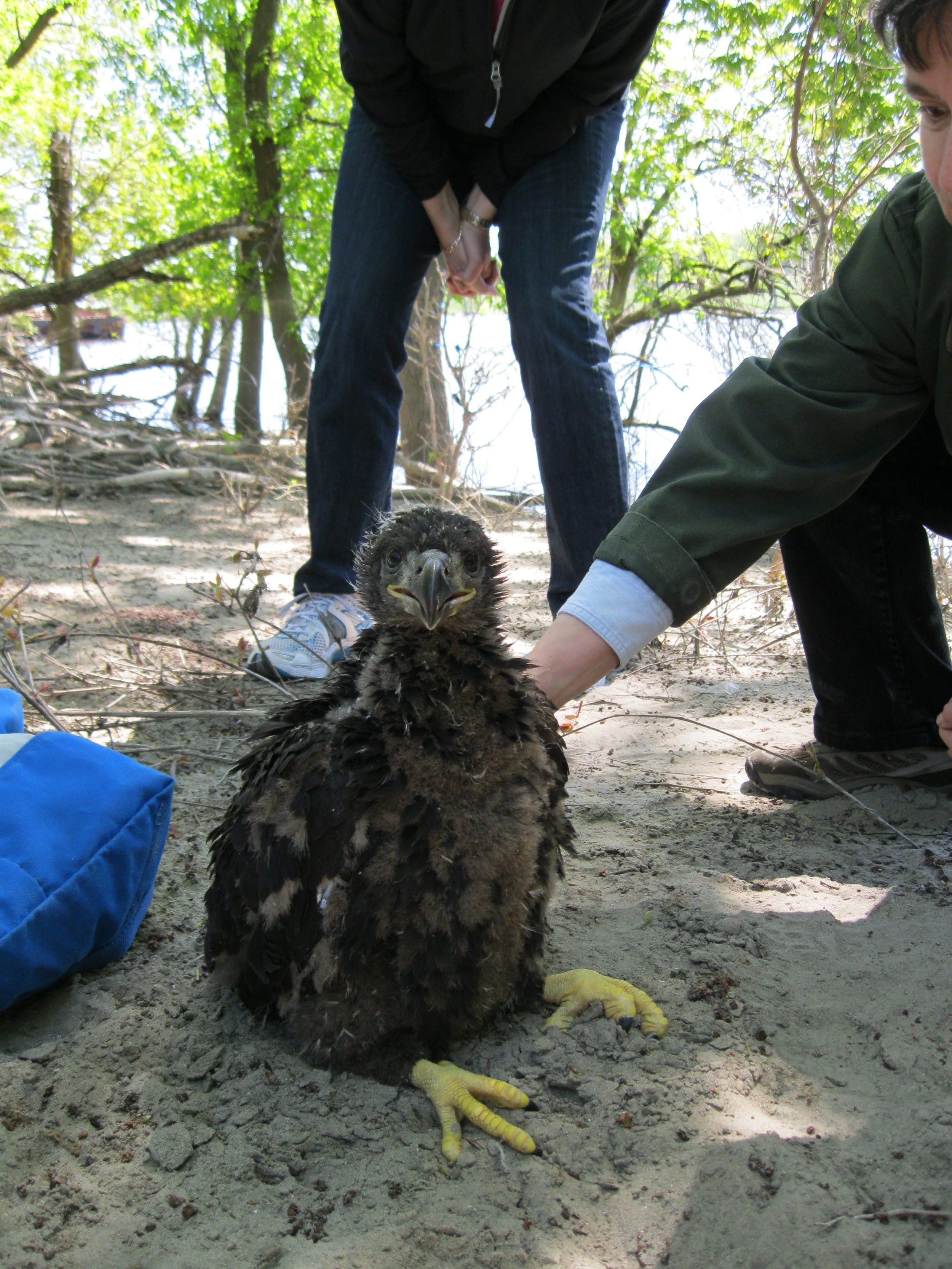 What is happening with eagles on the Mississippi River?
