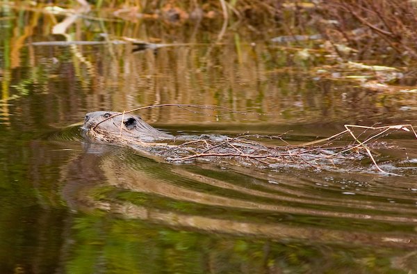 beaver swimming.jpg