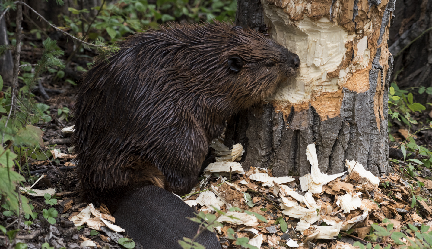Beaver chewing by NPS-Claire Abendroth via NPGallery