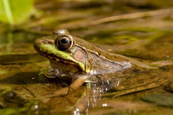Hopping Through the Seasons with Minnesota’s Frogs and Toads
