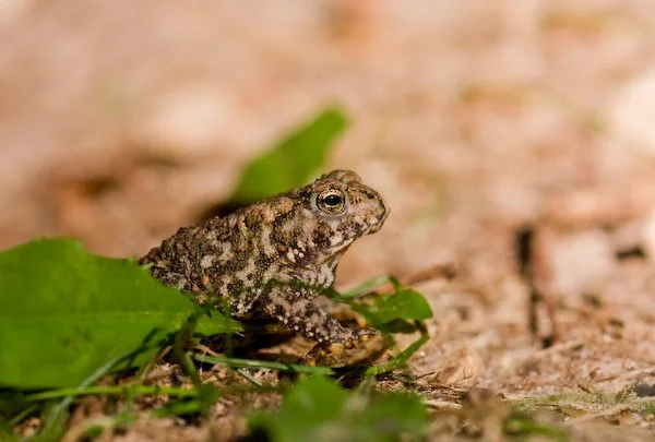 americanToad2.jpg