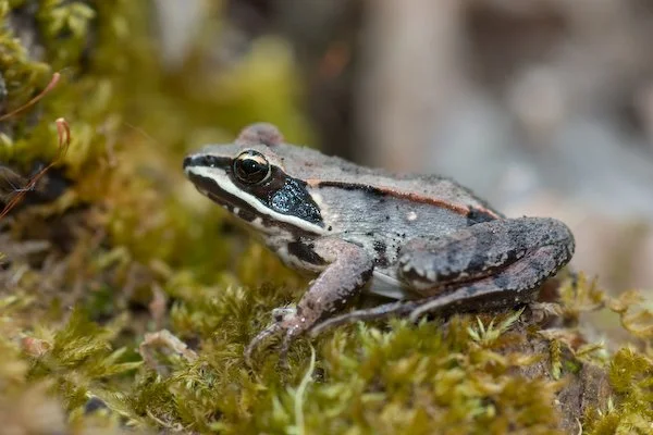 wood frog.jpg