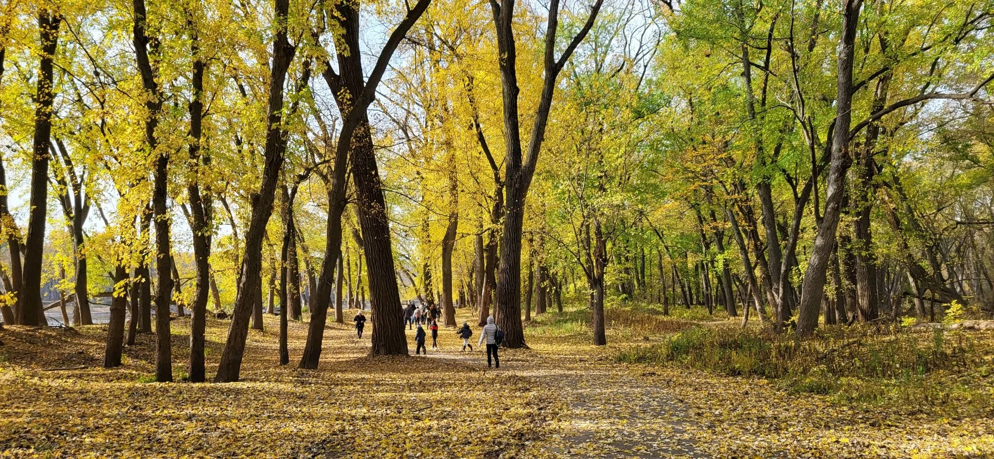 Beyond Beauty: The Amazing Ways that Trees Improve Mental Health