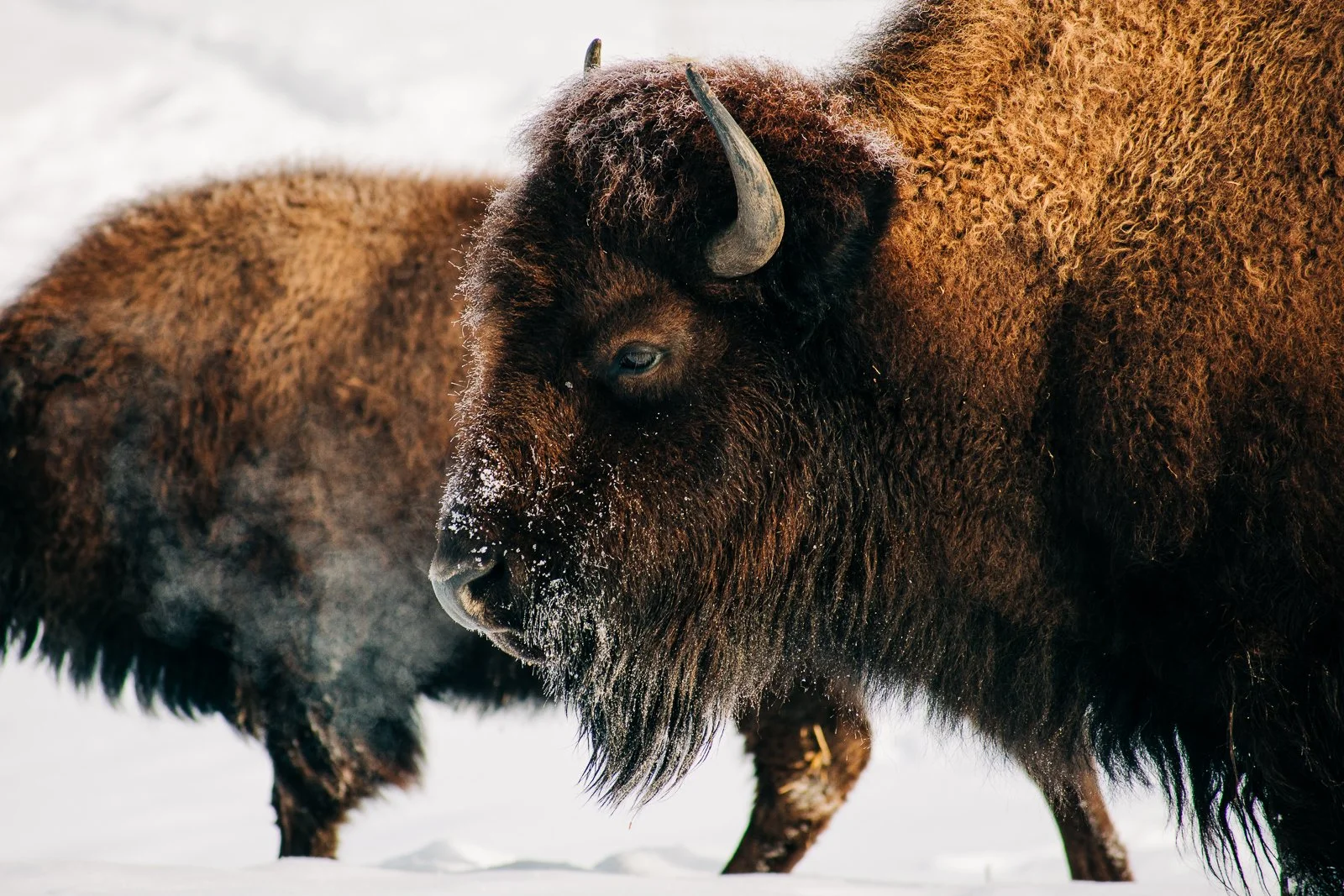 Bison Prairie