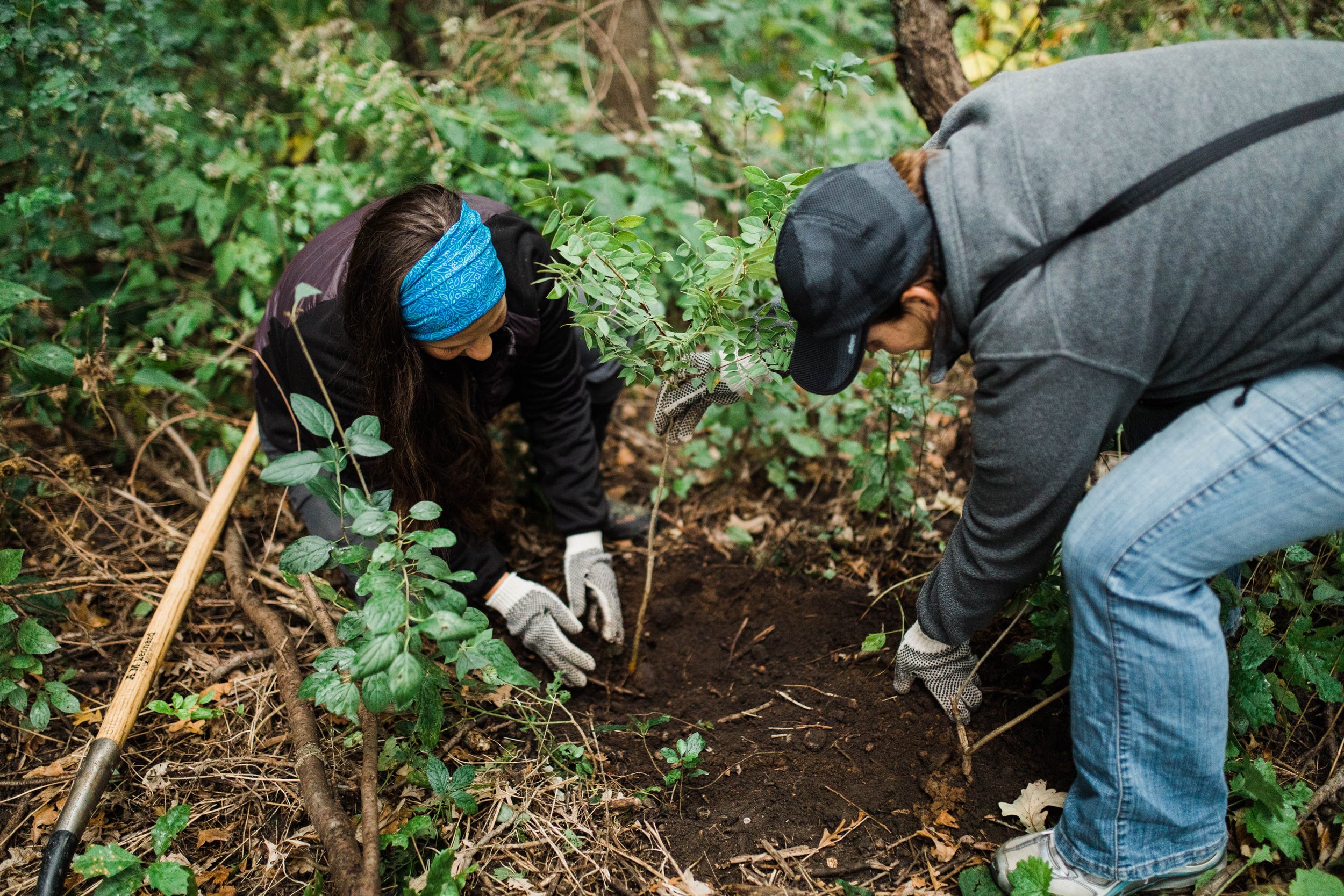 Two people in a forested setting with gloves on, planting a tree.