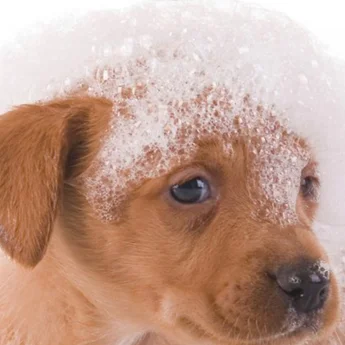Image courtesy of Petland