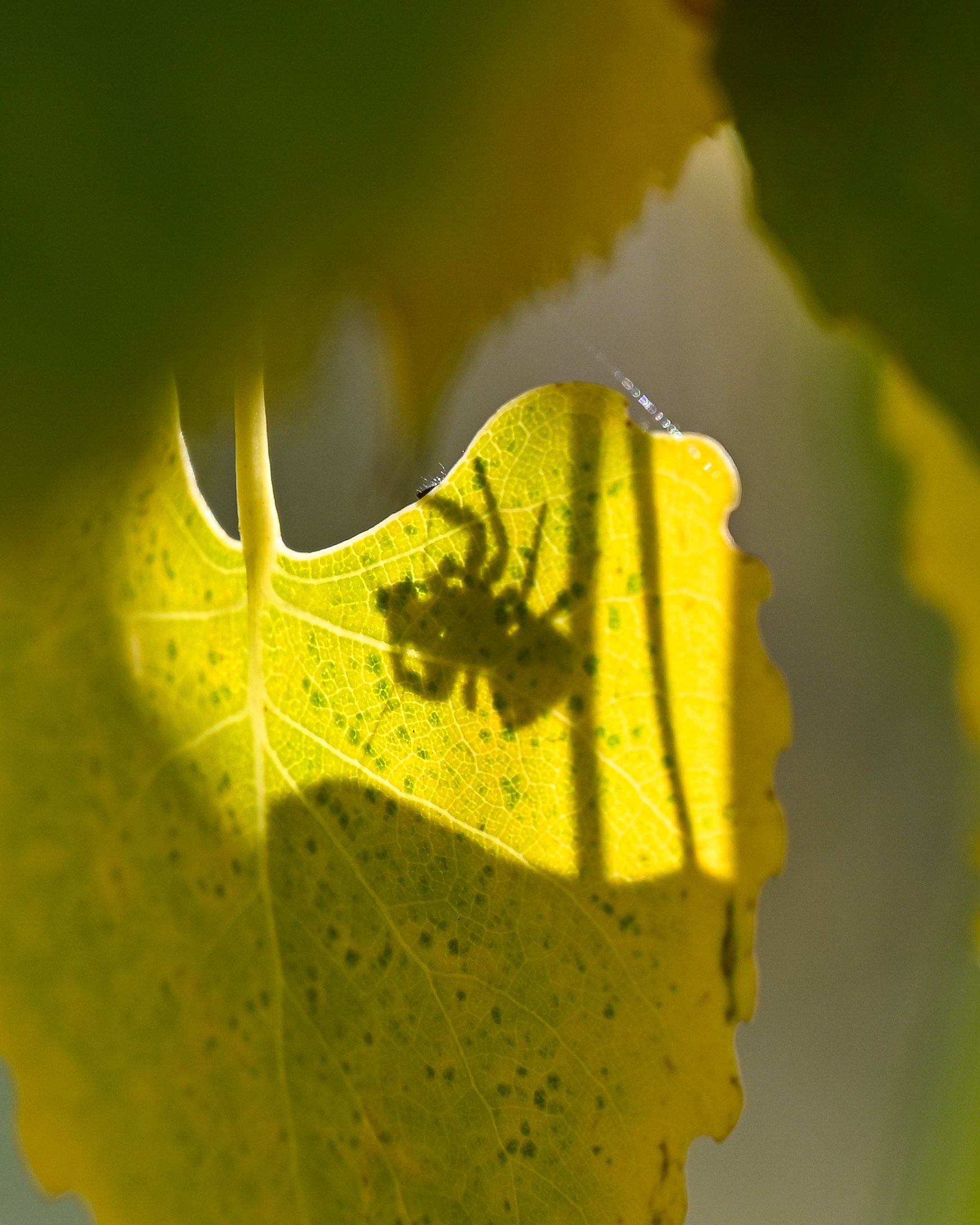 Spider Shadow Leaf 5X4 ULNS 10-2023.jpg