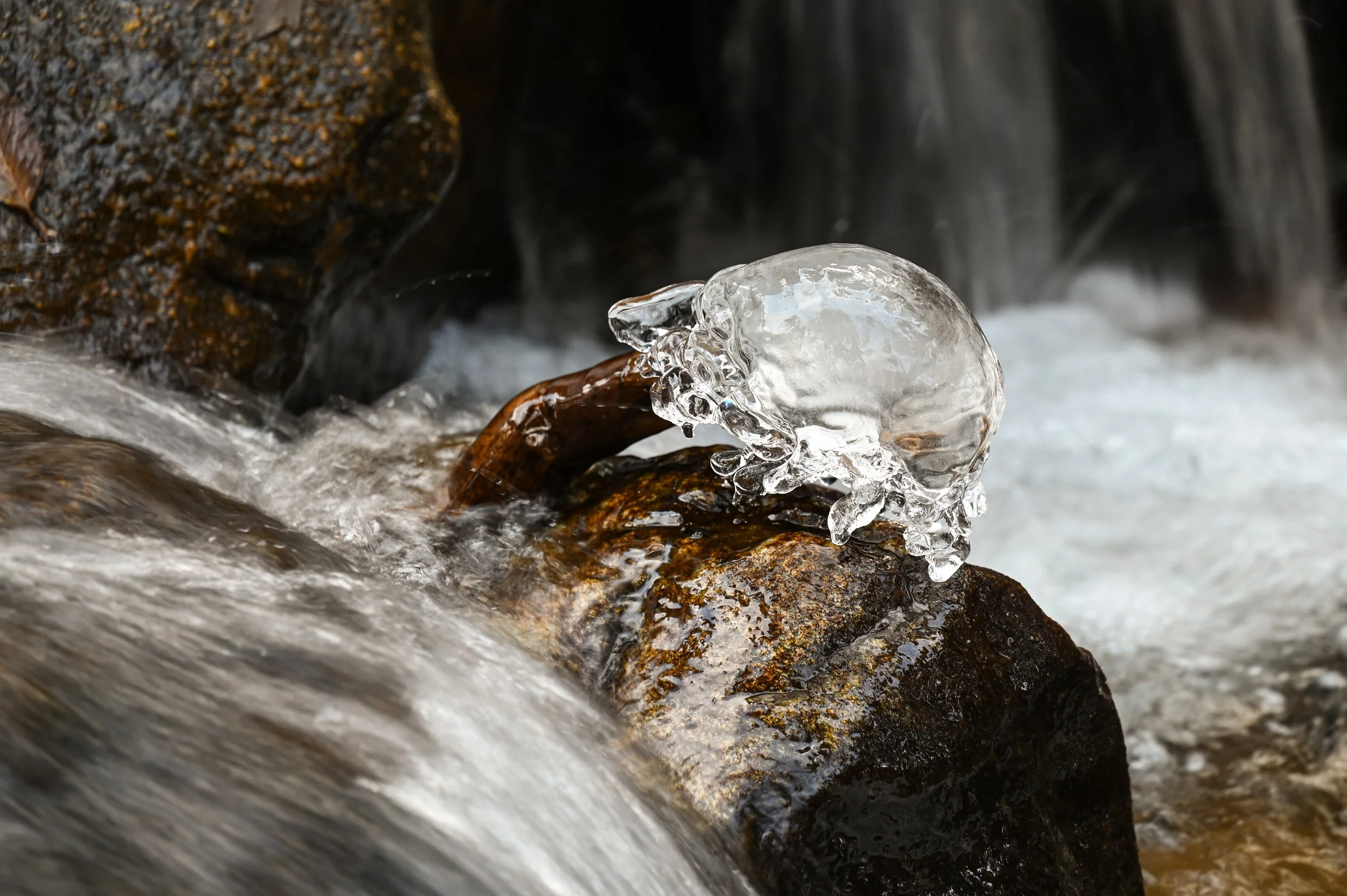 Ice Jellyfish AF 11-2023.jpg