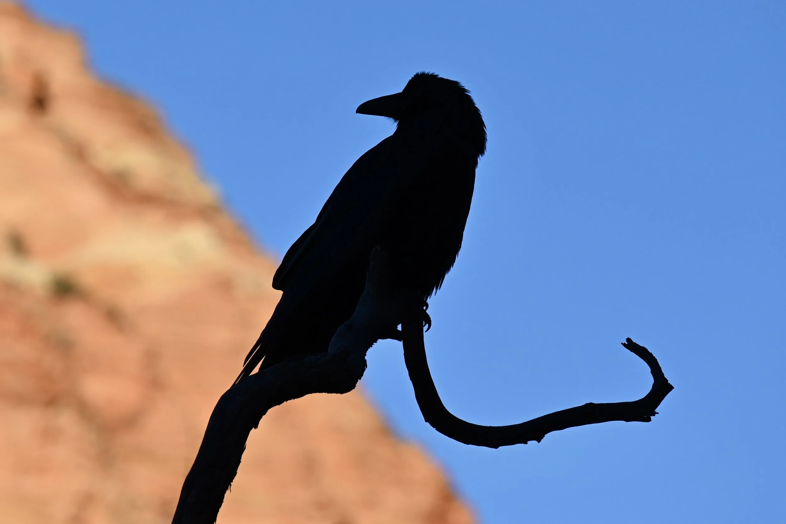 Raven at Sunset.jpg