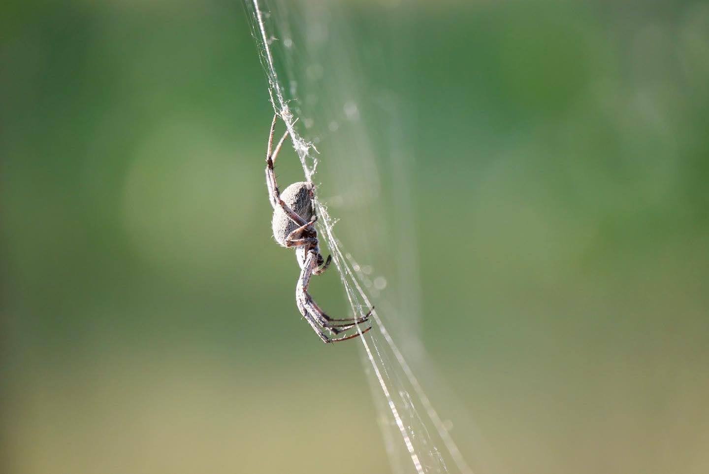 Orb Weaver Spider Web Profile Utah Lake 2022 TLH.jpg