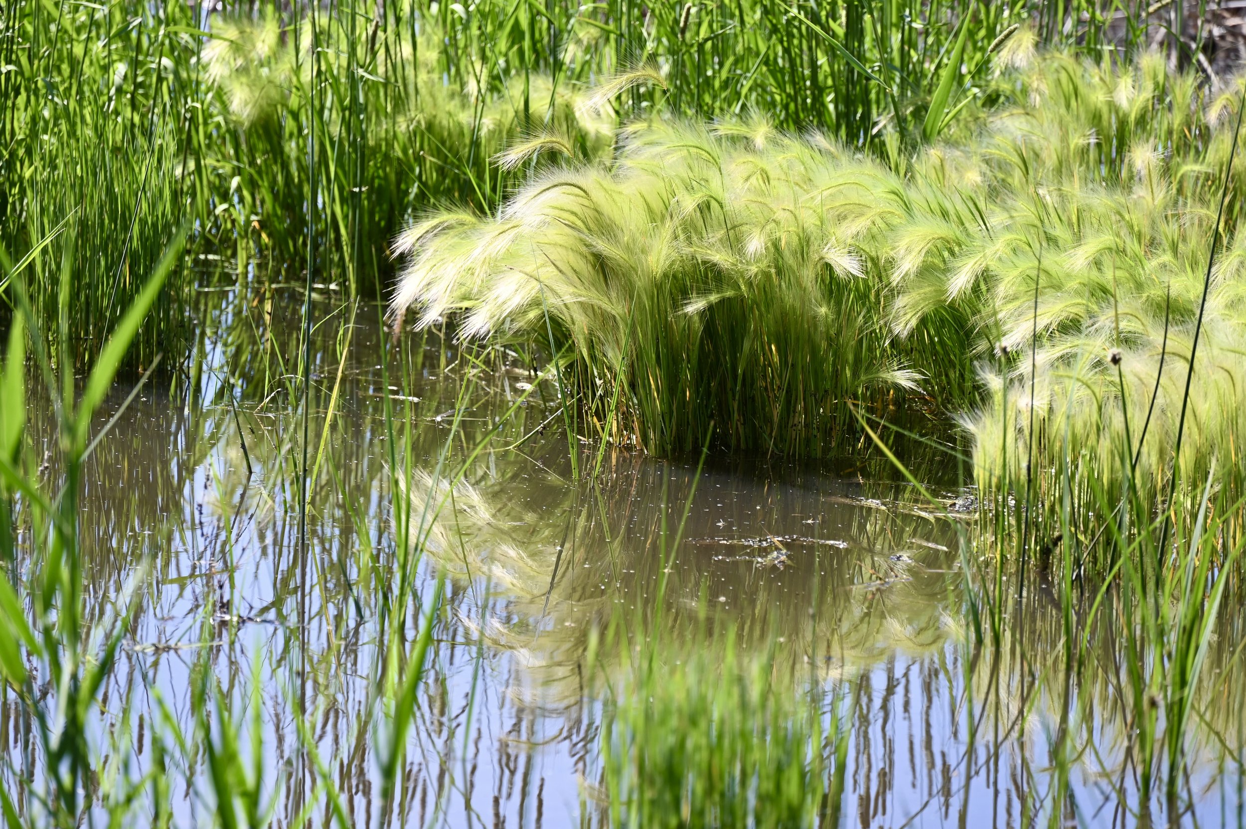 Wetlands Feather Grass ULNS June 2023.jpg