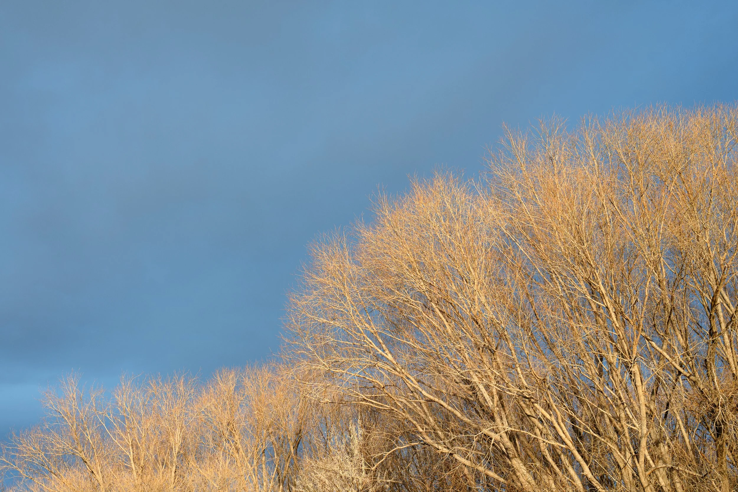 NS Winter Willows Sky Teri Harman 2025.jpg