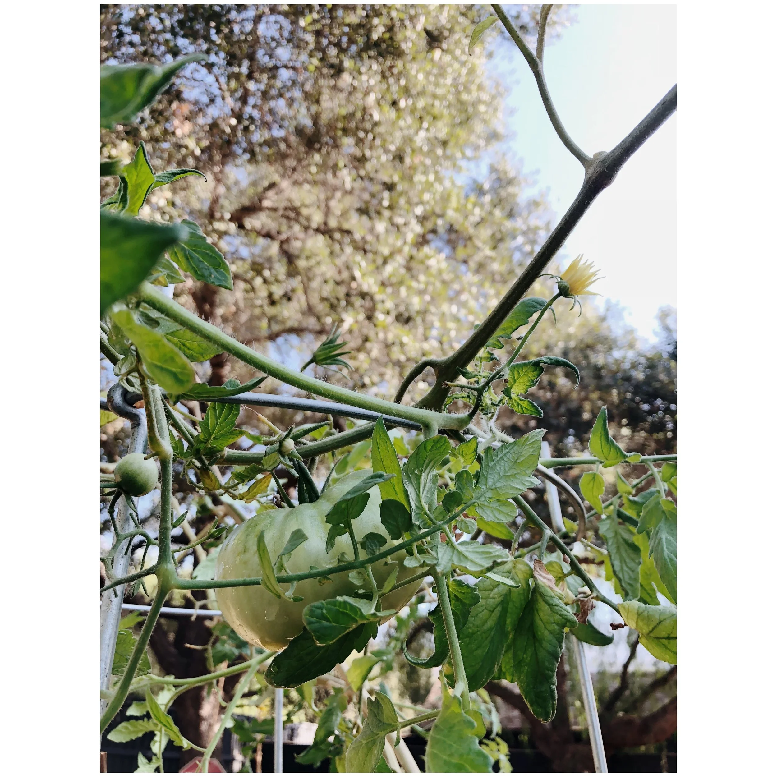 green tomato ojai.jpeg