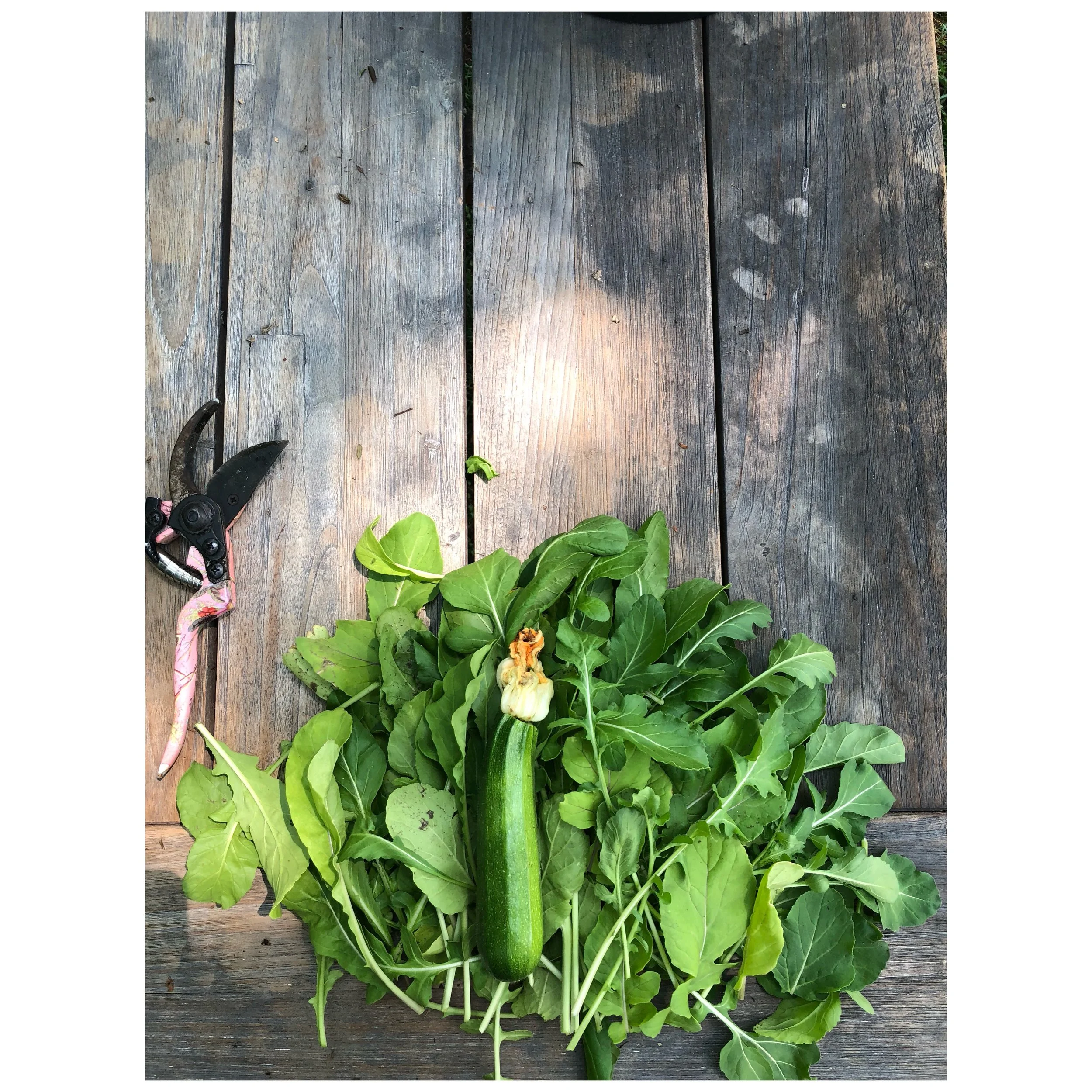 brentwood argula : zuchinni .jpeg