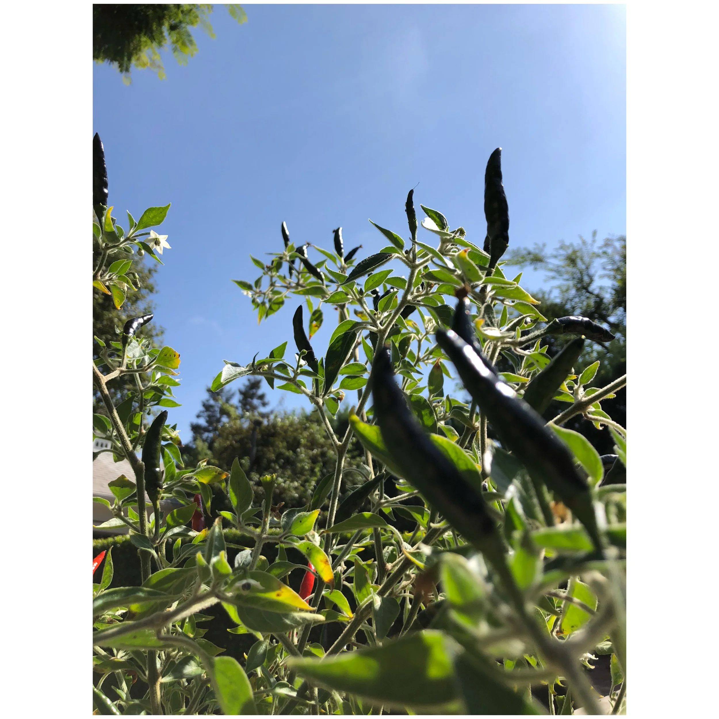 chile de arbol 1 brentwood.jpeg