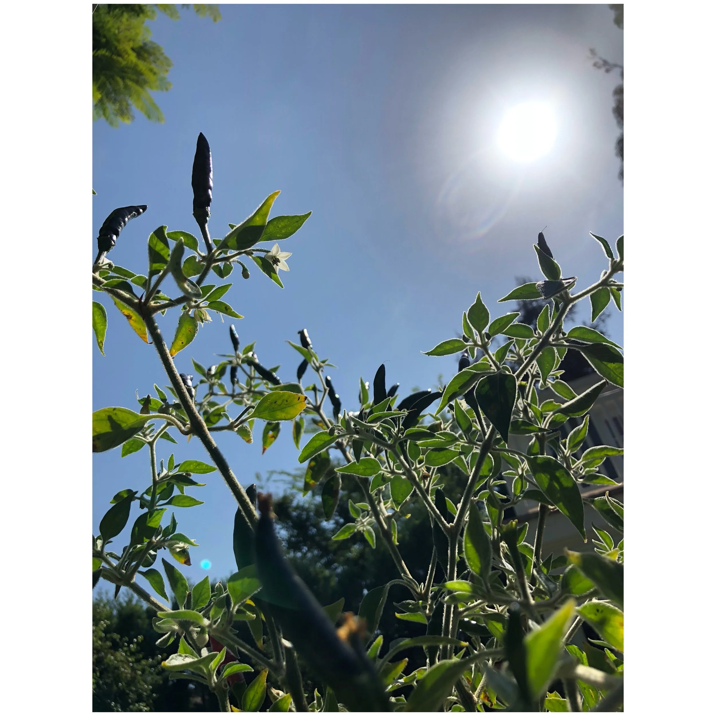 chile de arbol 2 brentwood .jpeg