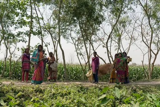 Women in Bihar are increasingly leaving the paid workforce, both for distress and prosperity related reasons. Distress related withdrawal includes not having time for paid work when daily chores take up too much time. Here a group of women walk out along a path leading into farming fields to collect fodder for their animals in Dogachi village, Purnea District, Bihar, India.
