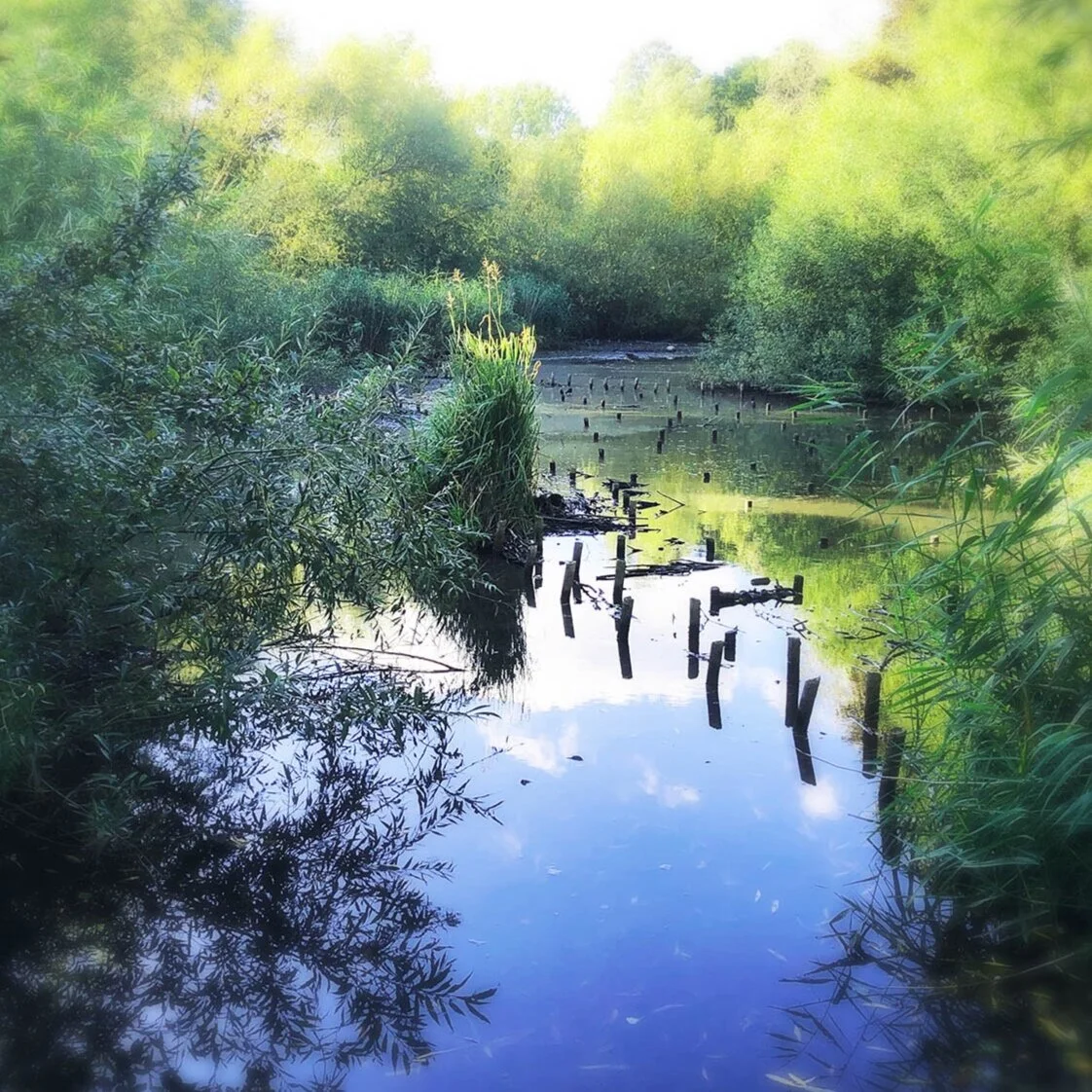 River Bulbourne