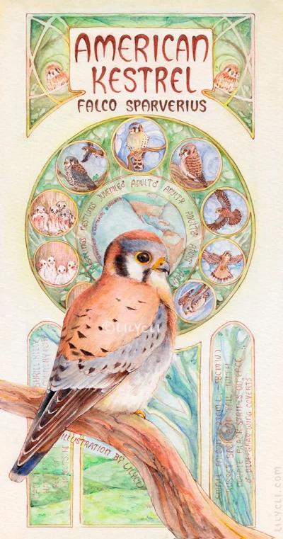 AmericanKestrel_lilycli.jpg