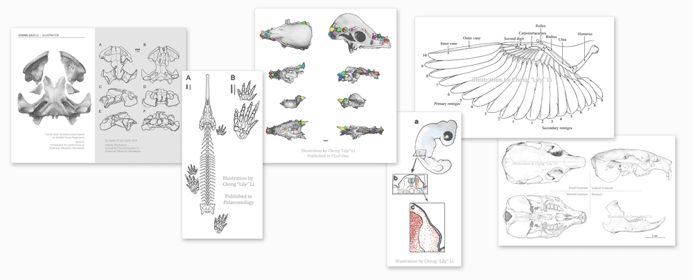 illustration-banner-lilycli.png