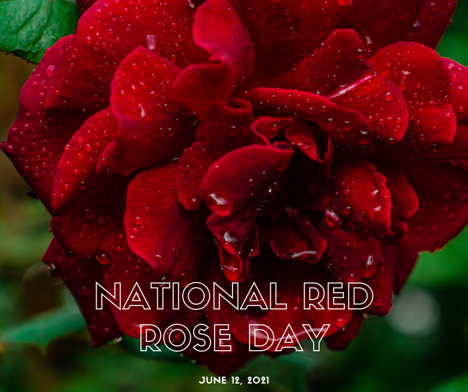 National Red Rose Day — The Travel Content Club