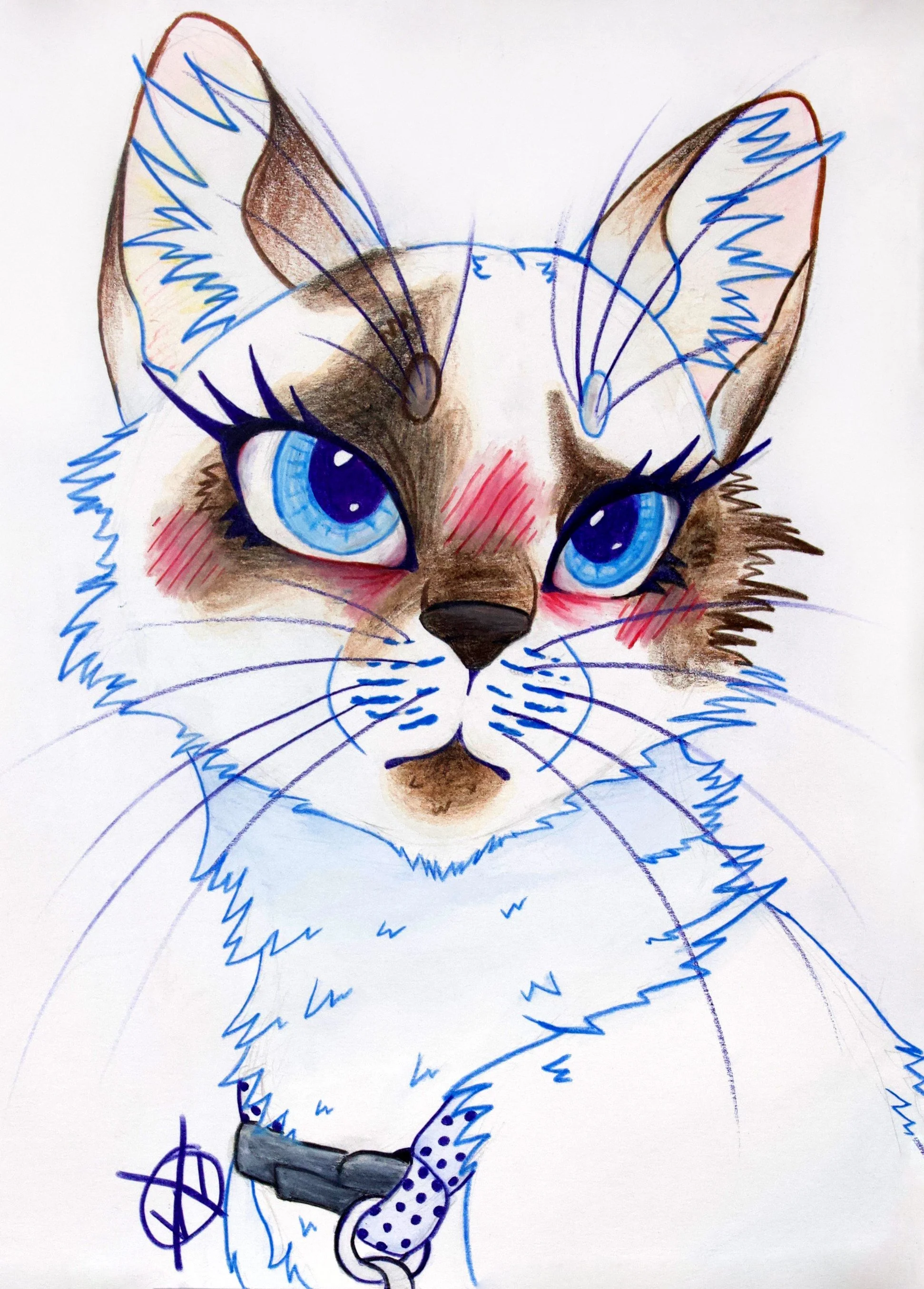 Cat: Drawing Illustration Project Study - Student #30