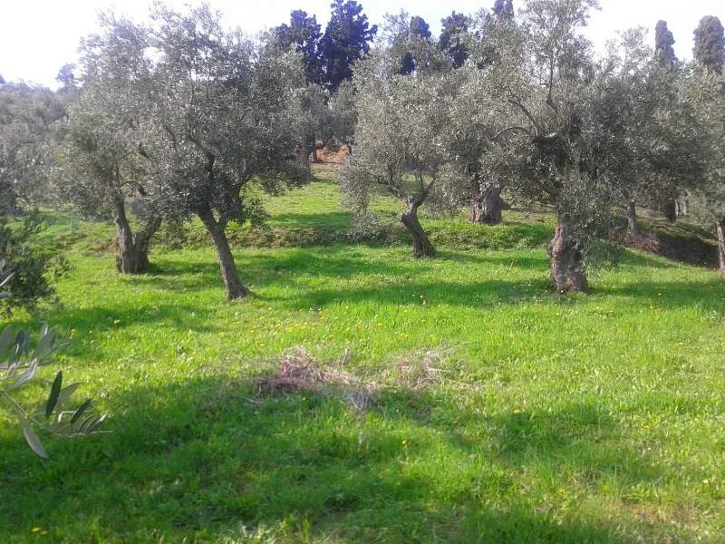 land_above_Glyfoneri_beach_1.jpg