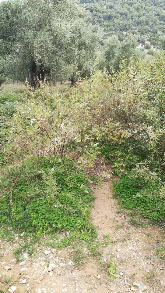 land_close_to_glysteri_beach.jpg