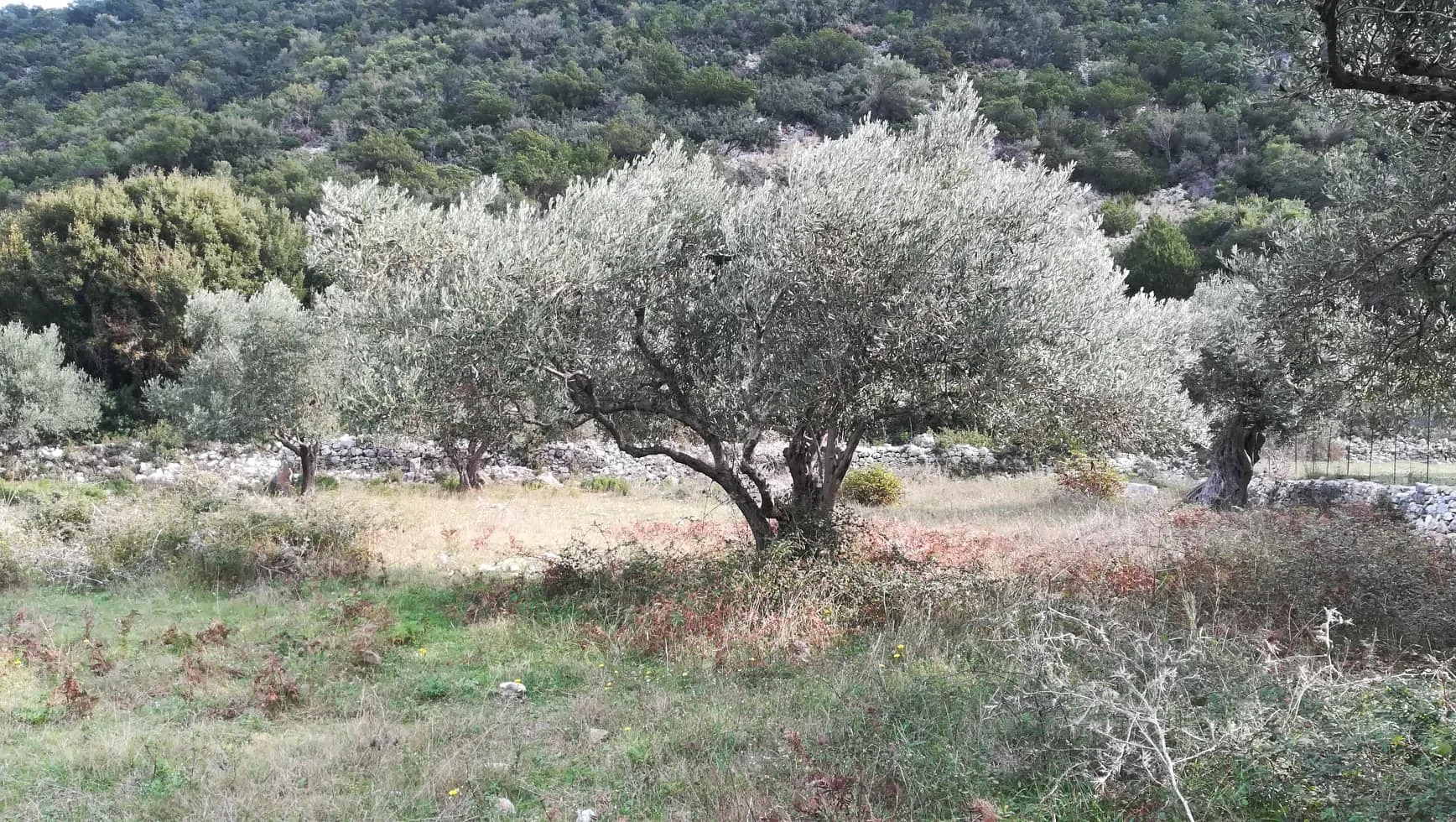 land_close_to_glysteri_beach_2.jpg