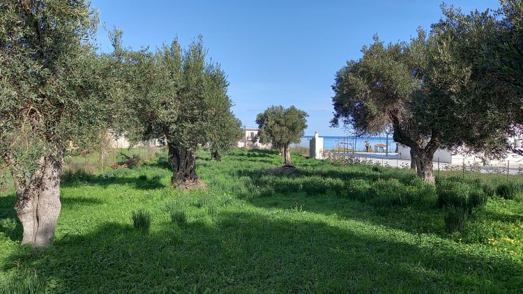 Land_in_Livadi_area_with_a_seaview_trees.jpg