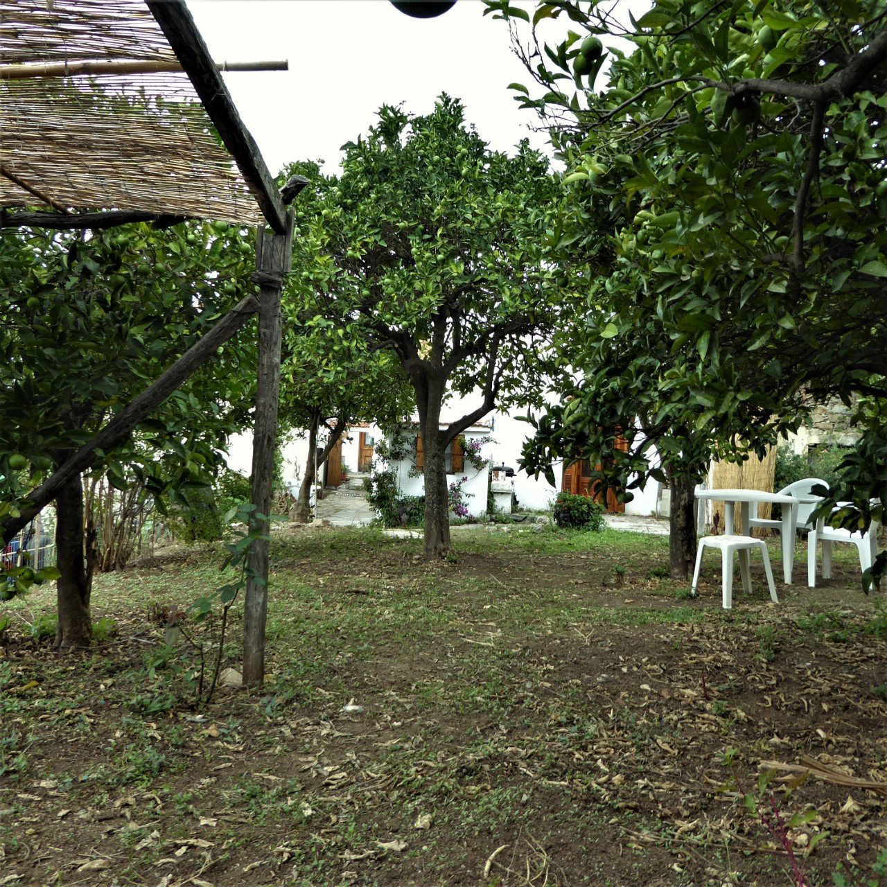 Fig_tree_cottage_wonderful_home_trees.jpg