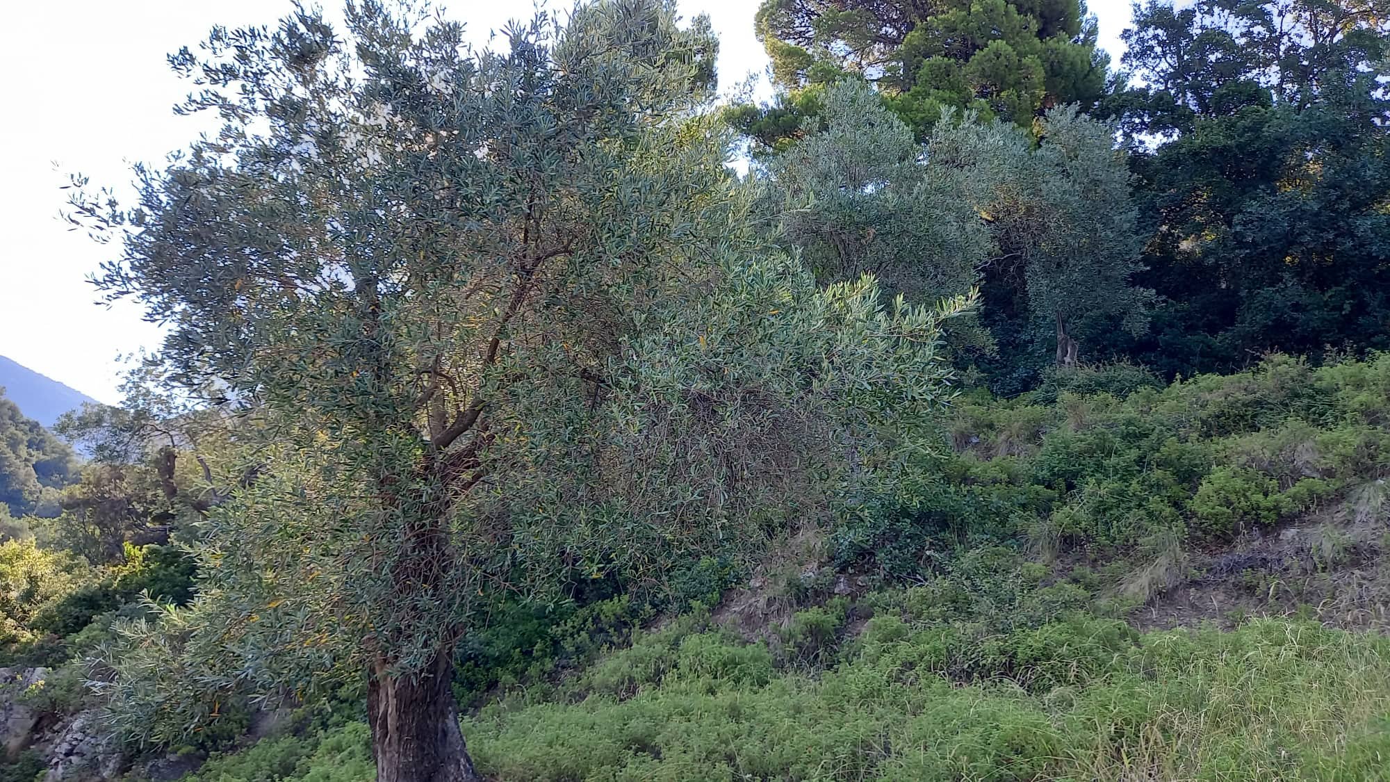 Romantic__land_outside_skopelos_olive_tree.jpg