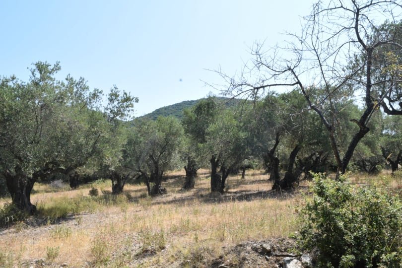 land_close_to_skopelos_olive_trees.jpg