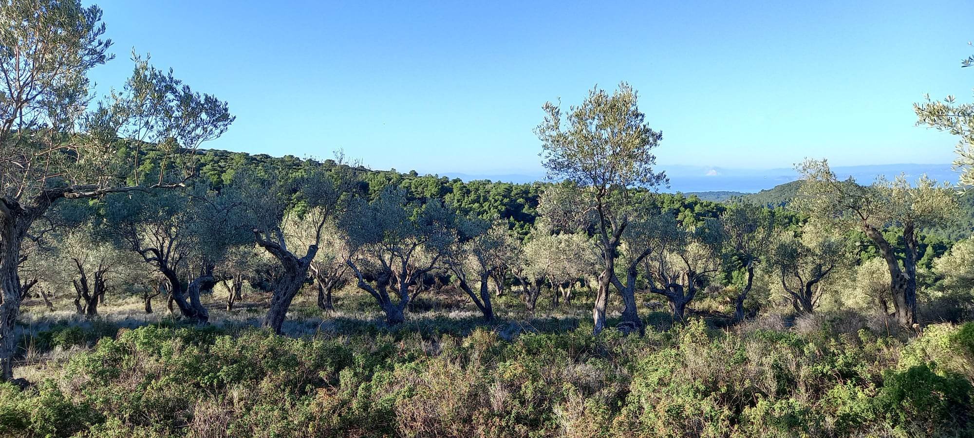 land_in_pevkias_double_seaview_forest.jpg