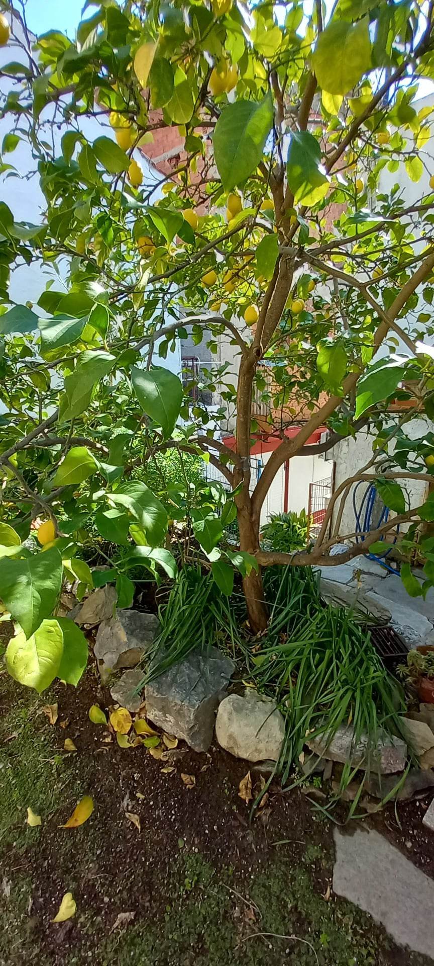 secret_garden_with_small_house_lemons.jpg