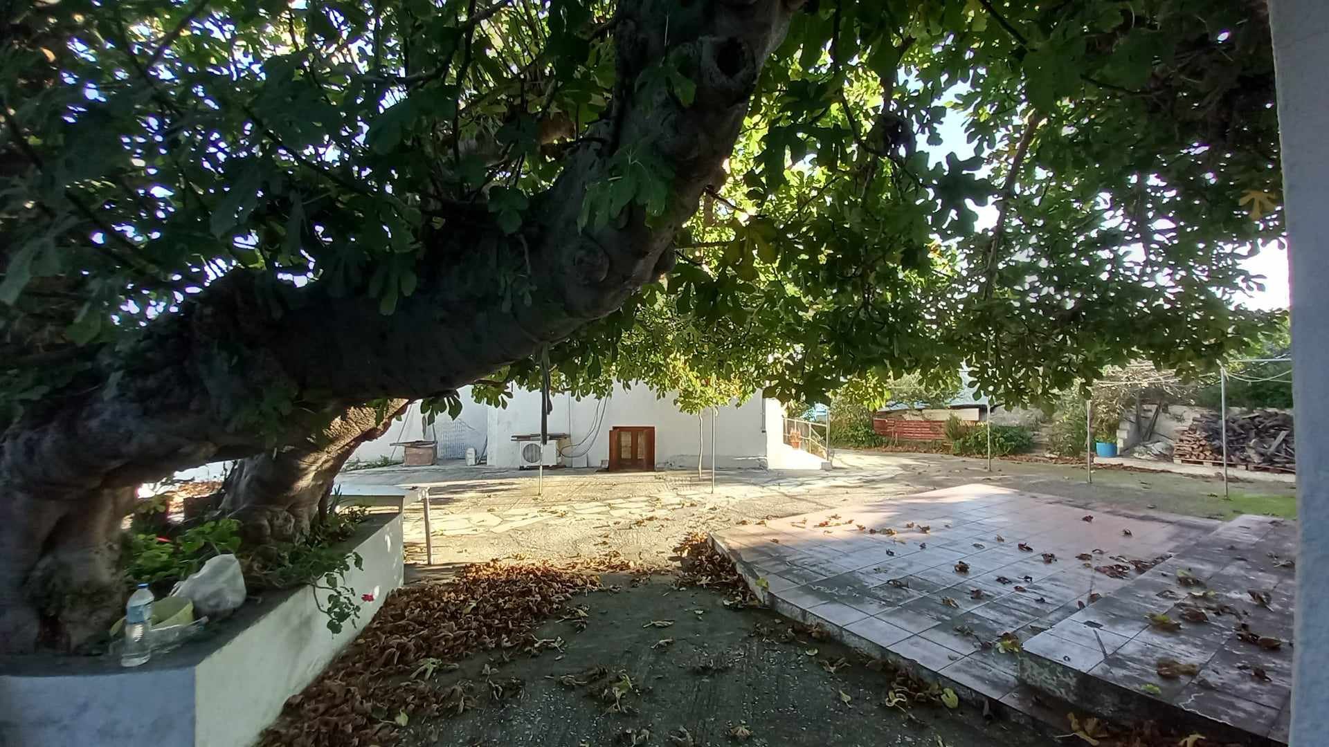 a_landmark_in_Skopelos_history_is_for sale_tree.jpg