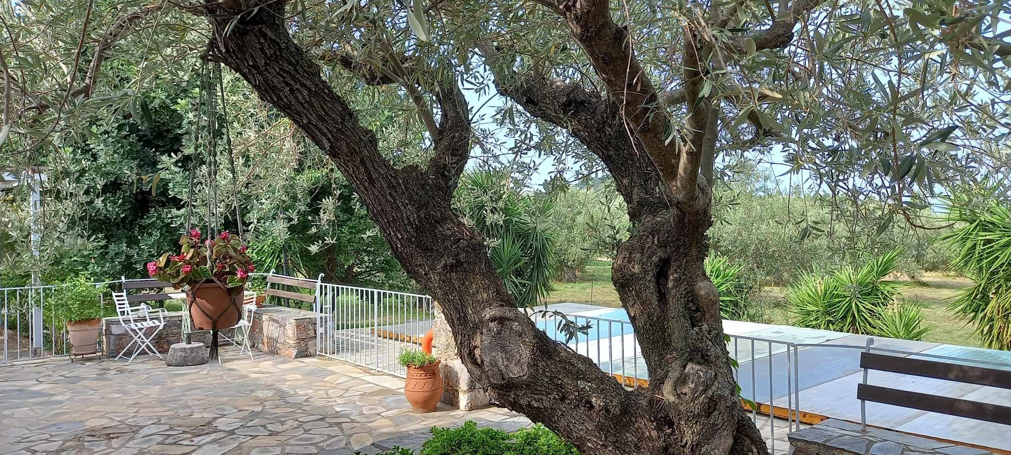 Enchanting_very_well_designed_villa_olive_tree.jpg