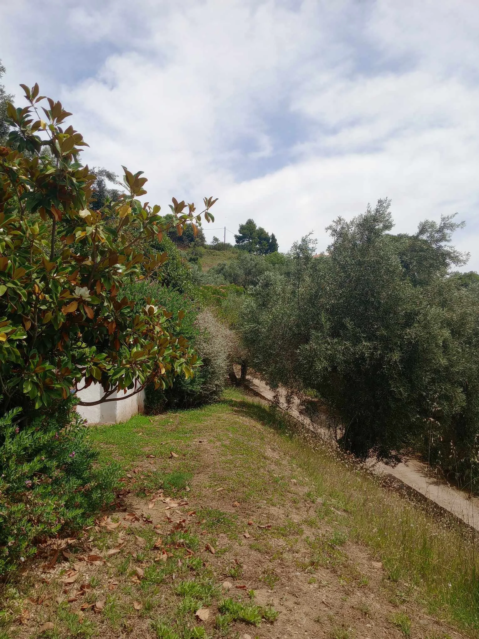 swallows_nest_road_and_trees.jpg