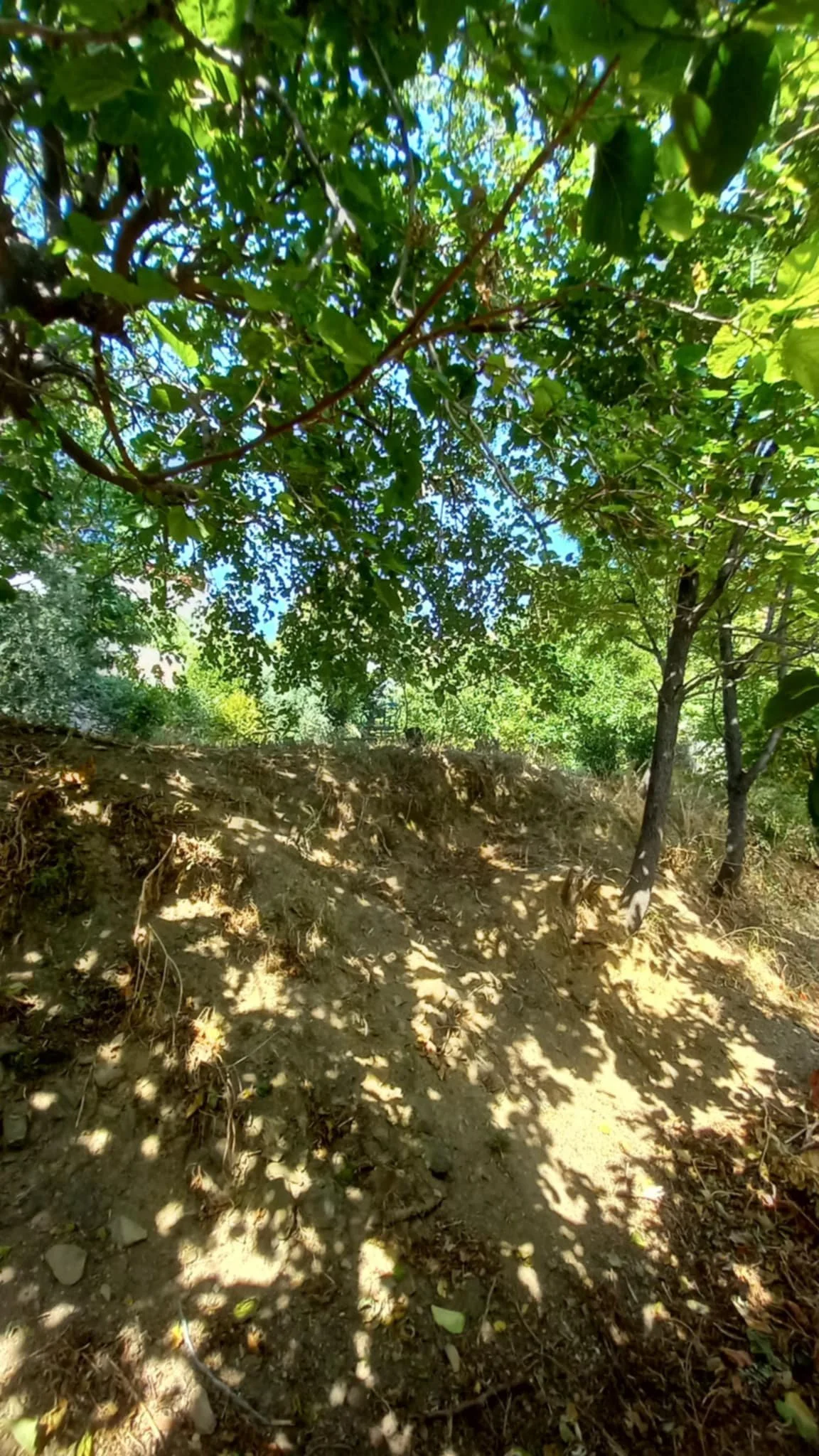 farmhouse_with_beautiful_piece_of_land_in_ Skopelos_town_tree.jpg