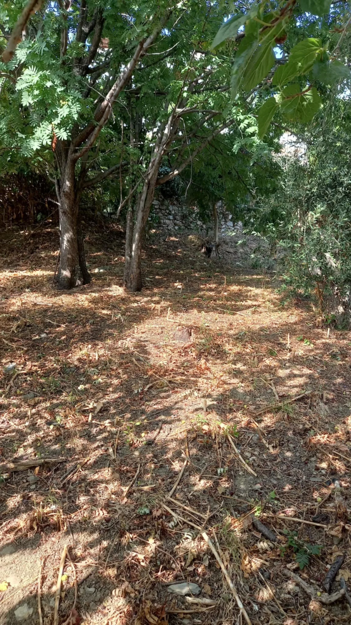 farmhouse_with_beautiful_piece_of_land_in_ Skopelos_town_brown.jpg