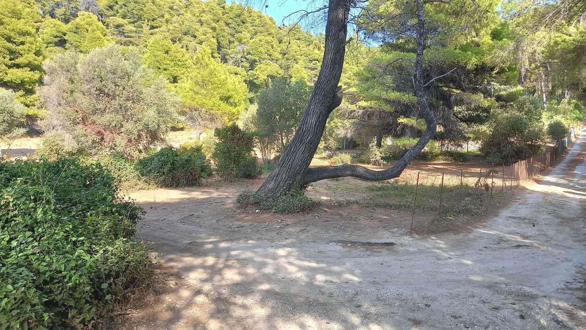 land_next_to_the_sea_in_Milia_sea_big_tree.jpg