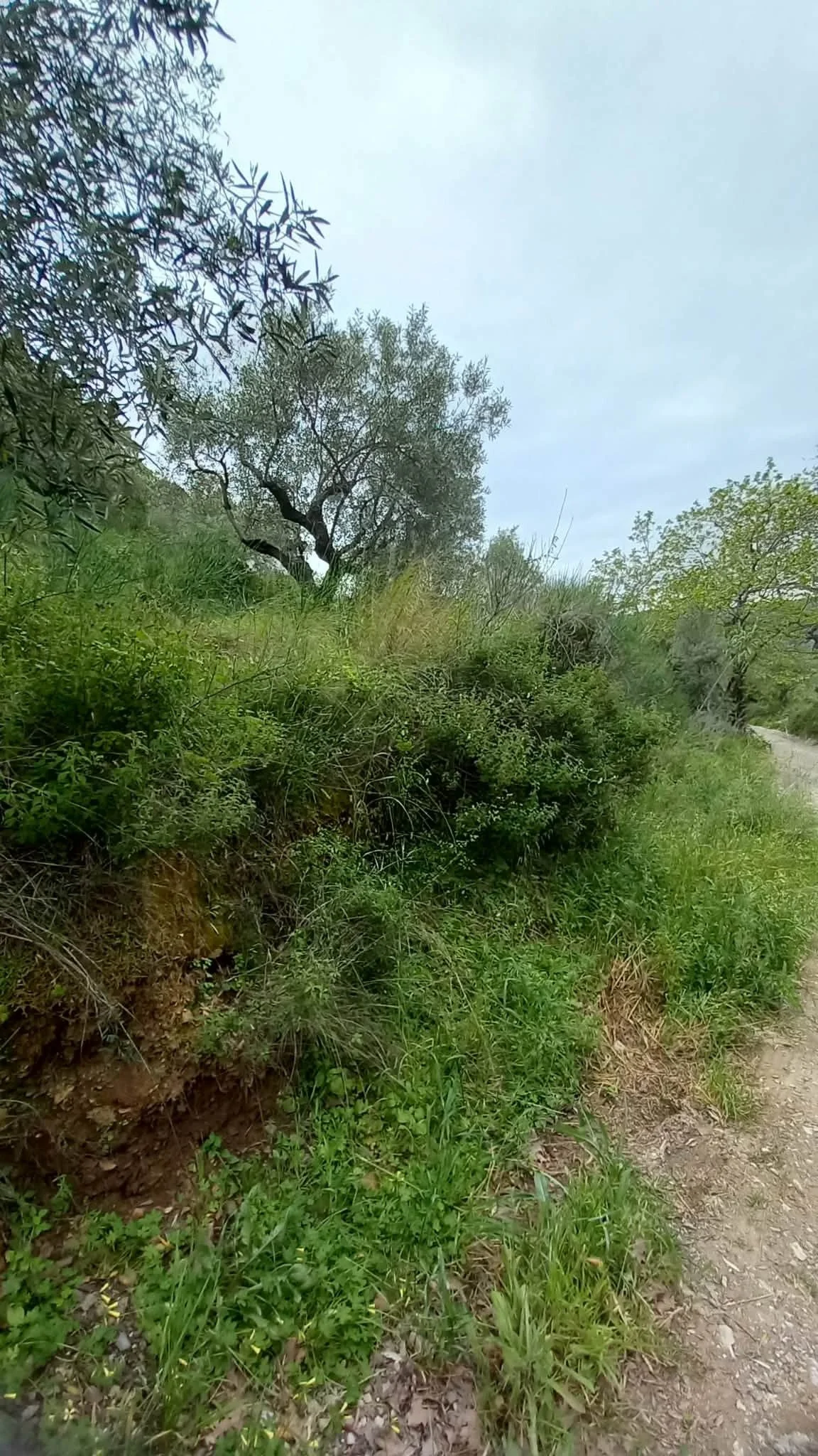 beautiful_land_with_pre_approved_building_license_bush.jpg