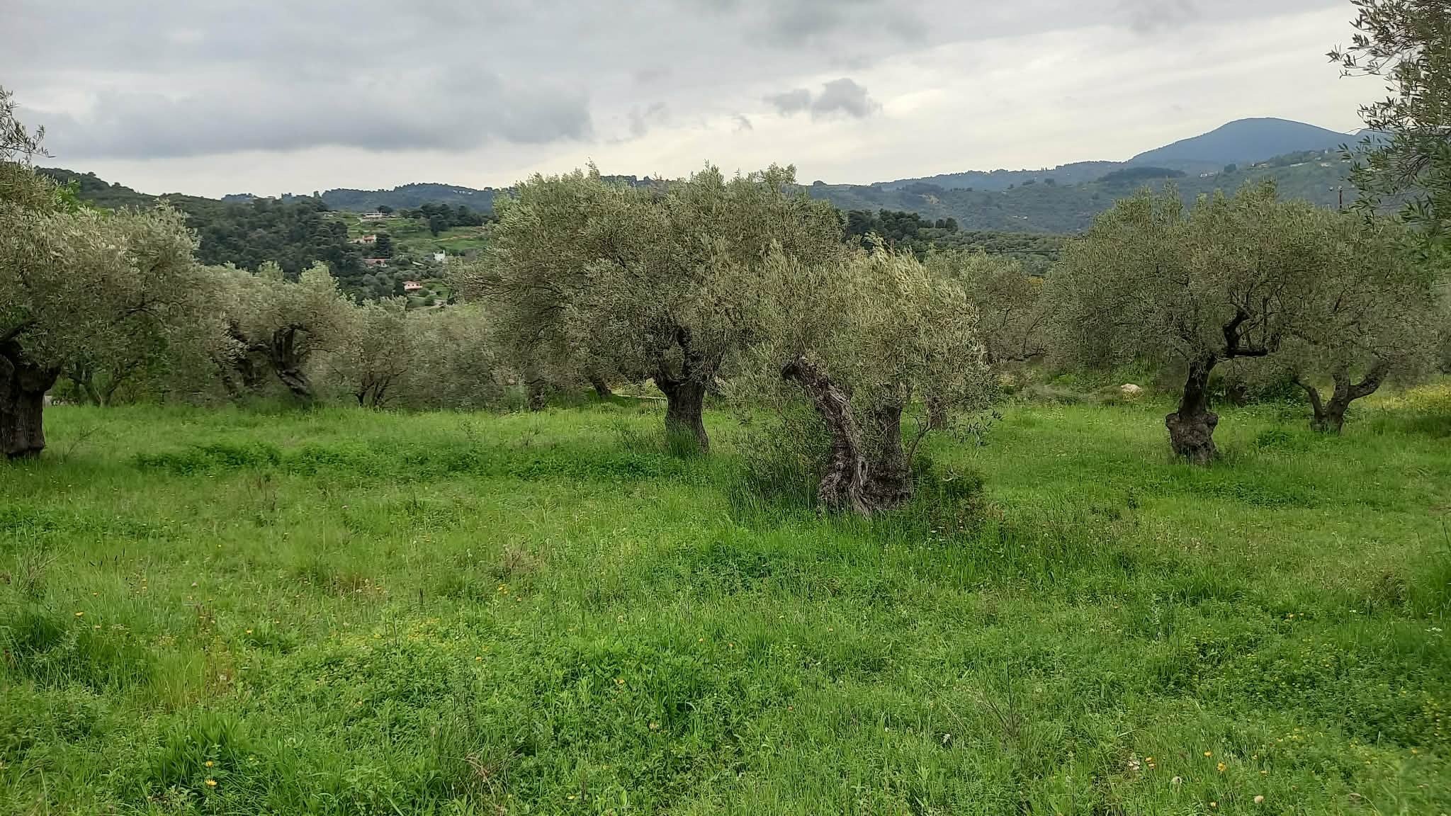 beautiful_land_with_pre_approved_building_license_grass.jpg