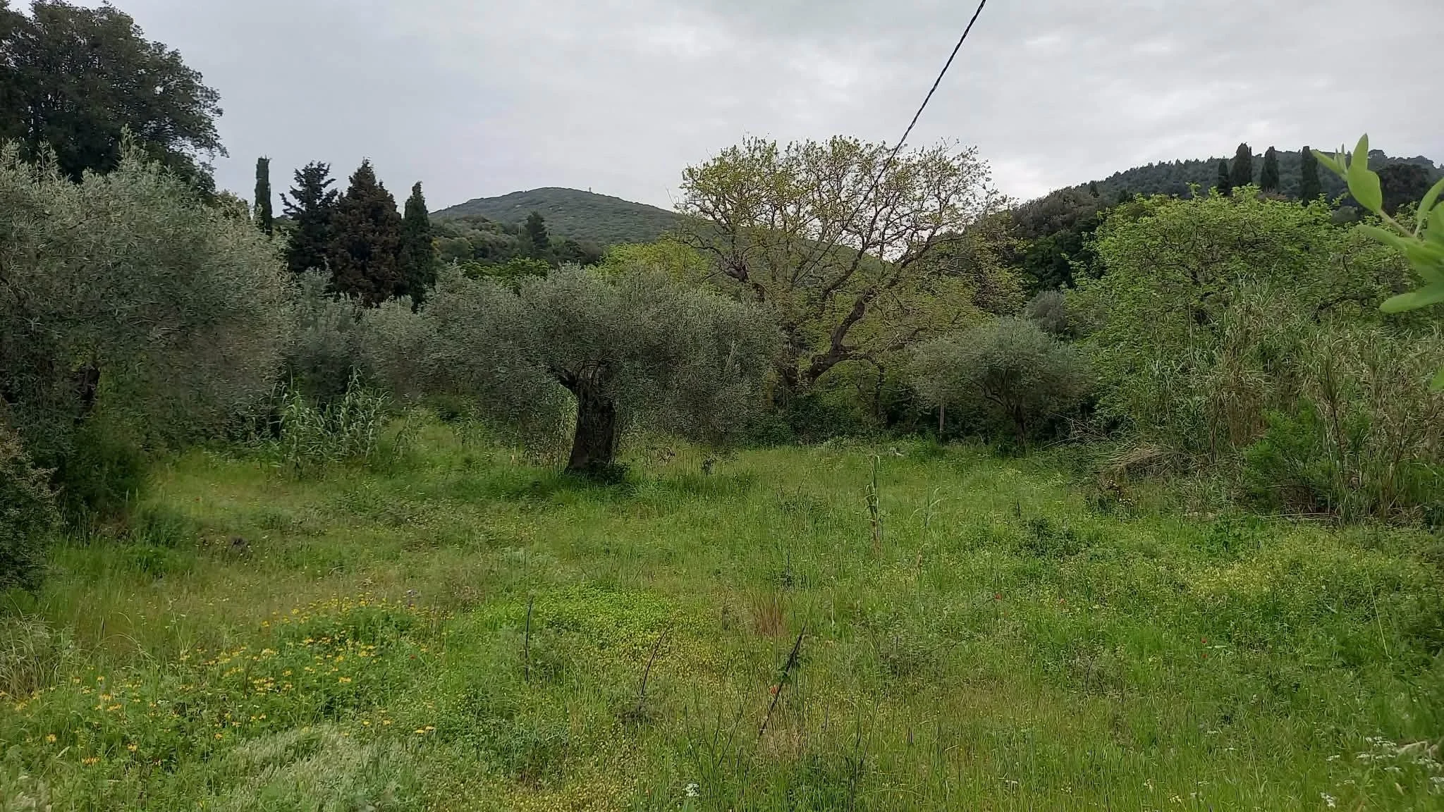 beautiful_land_with_pre_approved_building_license_green.jpg