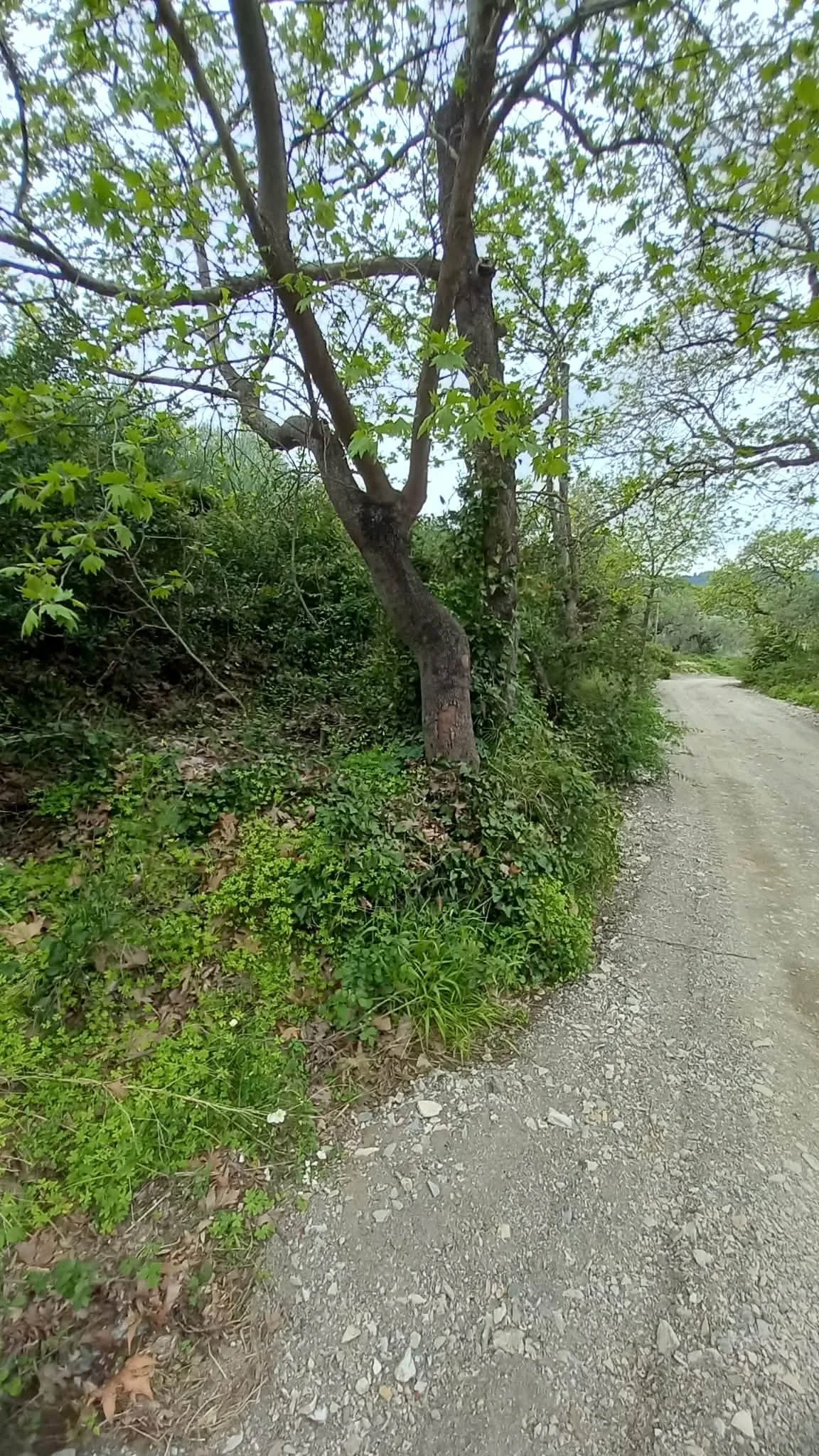 beautiful_land_with_pre_approved_building_license_path.jpg